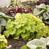 Black Friday - Reduceri Clopotel purpuriu verde (Heuchera) Electra Lime, acoperitor de sol Promotie