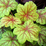 Black Friday - Reduceri Clopotel purpuriu verde (Heuchera) Electra Lime, acoperitor de sol Promotie