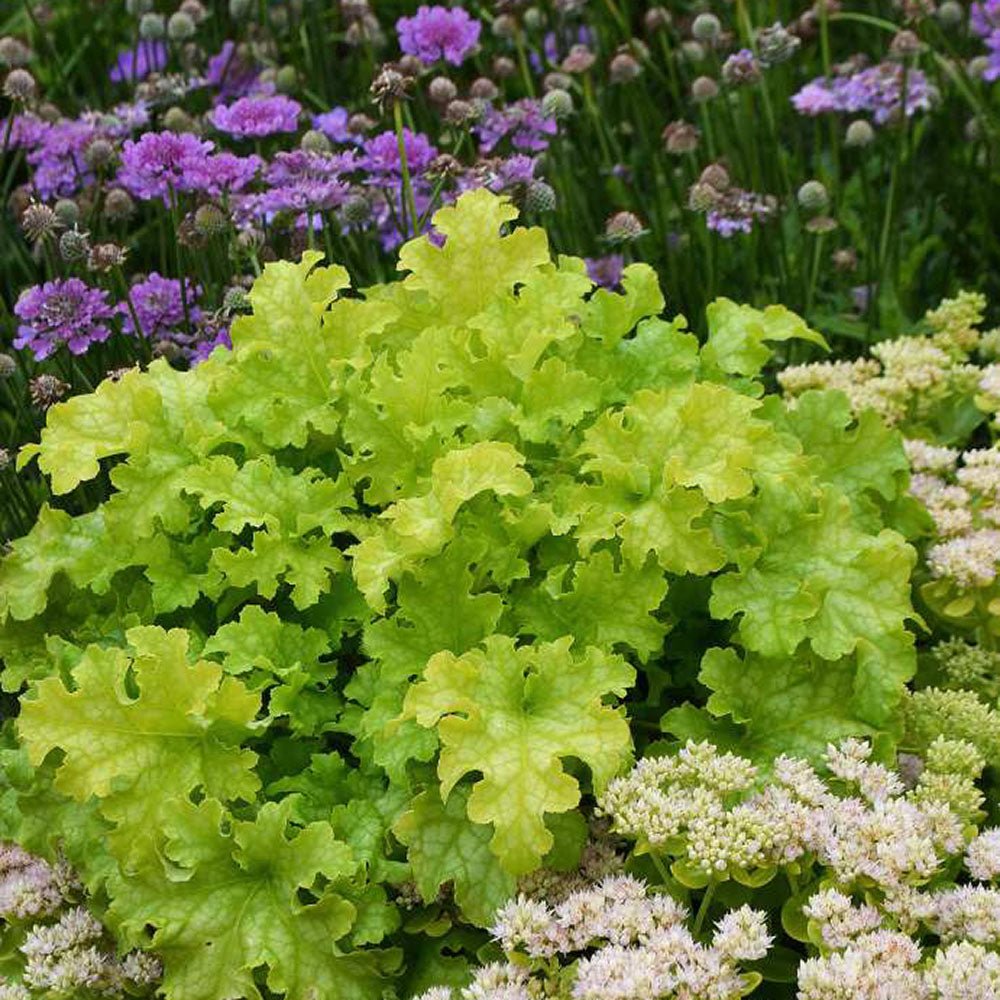 Black Friday - Reduceri Clopotel purpuriu verde (Heuchera) Electra Lime, acoperitor de sol Promotie