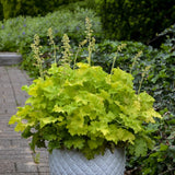 Black Friday - Reduceri Clopotel purpuriu verde (Heuchera) Electra Lime, acoperitor de sol Promotie