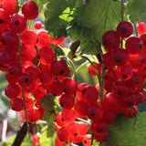 Coacaz Rosu