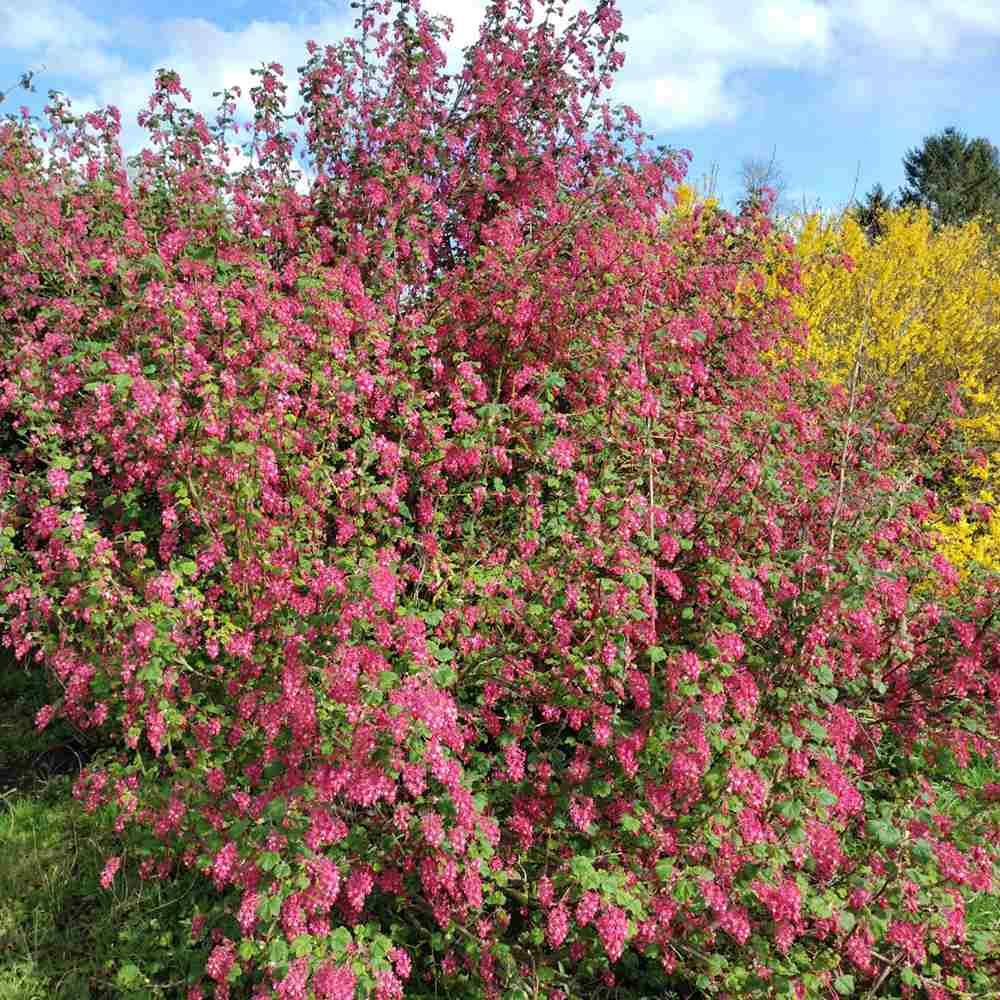 Coacaz Rosu King Edward VII (Ribes Sanguineum), cu flori roz-inchis - VERDENA-40-60 cm inaltime, livrat in ghiveci de 3 l