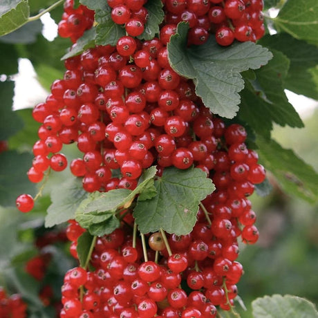 Coacaz Rosu Rivada (Ribes Rubrum Rovada), cu fructe dulci-acrisor