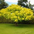 Copacul tigareta Aurea (Catalpa Nana), 40-50 cm la livrare