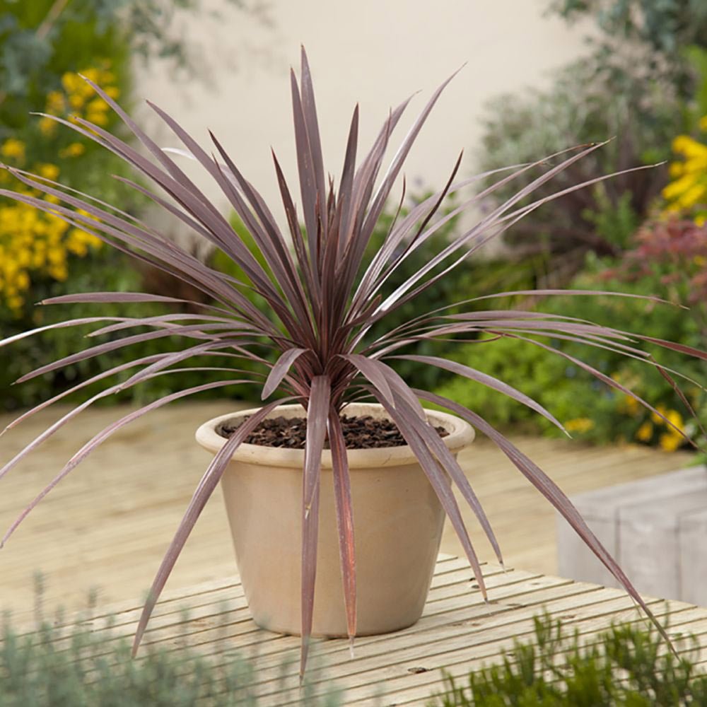 Cordyline australis rosu-inchis 'Red Star' - VERDENA-30-50 cm inaltime, livrat in ghiveci de 3.5 l