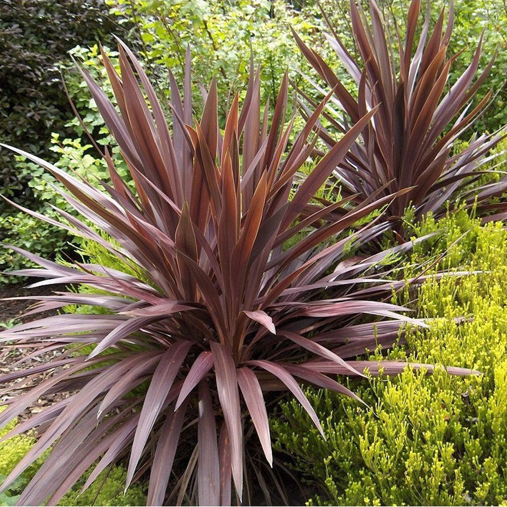 Cordyline australis rosu-inchis 'Red Star' - VERDENA-30-50 cm inaltime, livrat in ghiveci de 3.5 l