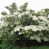 Corn Chinezesc Cornus Kousa Milky Way cu Flori Albe - VERDENA-60-80 cm inaltime, livrat in ghiveci de 7.5 l