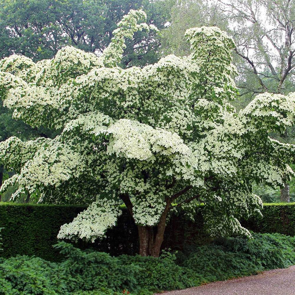 Corn Chinezesc Cornus Kousa Milky Way cu Flori Albe - VERDENA-60-80 cm inaltime, livrat in ghiveci de 7.5 l