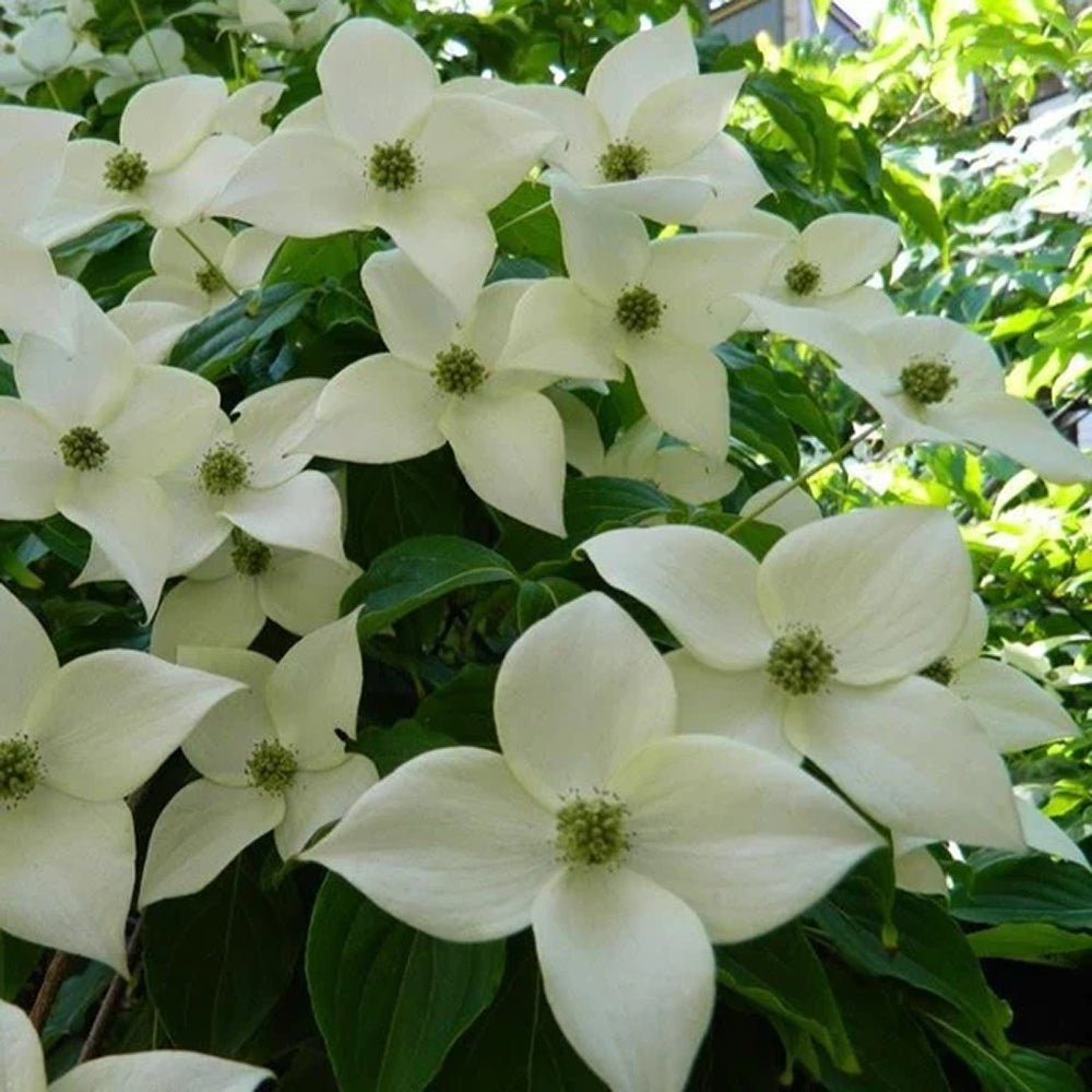 Corn Chinezesc Cornus Kousa Milky Way cu Flori Albe - VERDENA-60-80 cm inaltime, livrat in ghiveci de 7.5 l