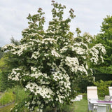 Corn Chinezesc Cornus Kouse China Girl, cu flori albe - VERDENA-60-70 cm inaltime, livrat in ghiveci de 3 l