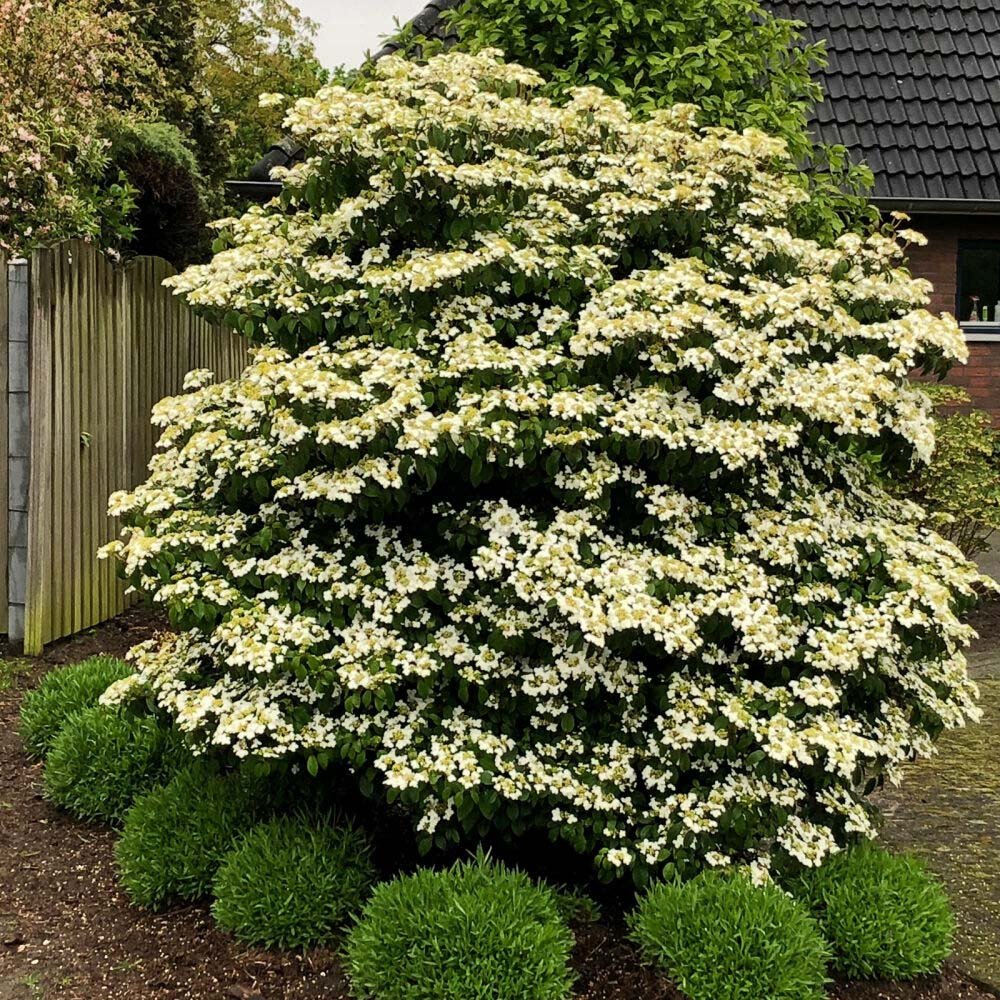 Corn Chinezesc Cornus Kouse Chinensis cu Flori Albe - VERDENA-80-100 cm inaltime, livrat in ghiveci de 10 l