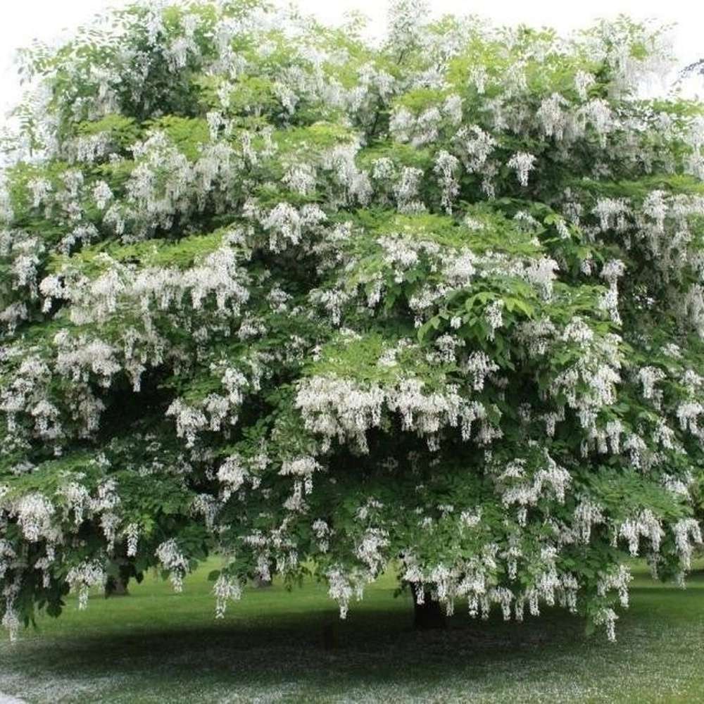 Corn Chinezesc Cornus Kouse Chinensis cu Flori Albe - VERDENA-80-100 cm inaltime, livrat in ghiveci de 10 l