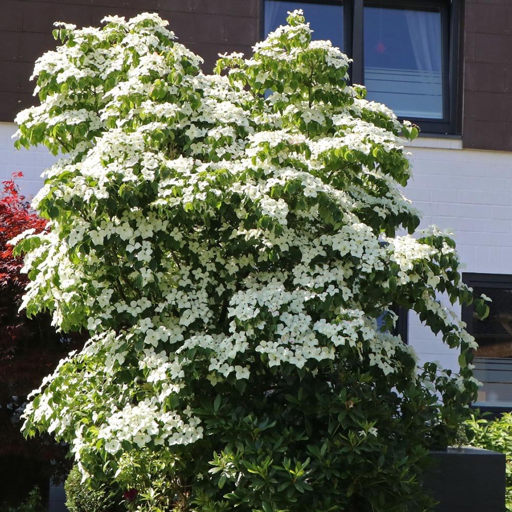 Corn Chinezesc Cornus Kouse Chinensis cu Flori Albe - VERDENA-80-100 cm inaltime, livrat in ghiveci de 10 l