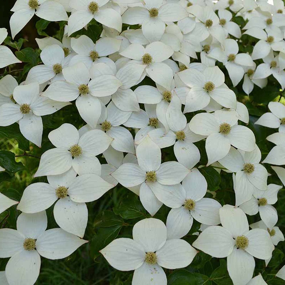 Corn Chinezesc Cornus Kouse Chinensis cu Flori Albe - VERDENA-80-100 cm inaltime, livrat in ghiveci de 10 l