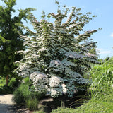 Corn Chinezesc Cornus Kouse Chinensis cu Flori Albe - VERDENA-80-100 cm inaltime, livrat in ghiveci de 10 l