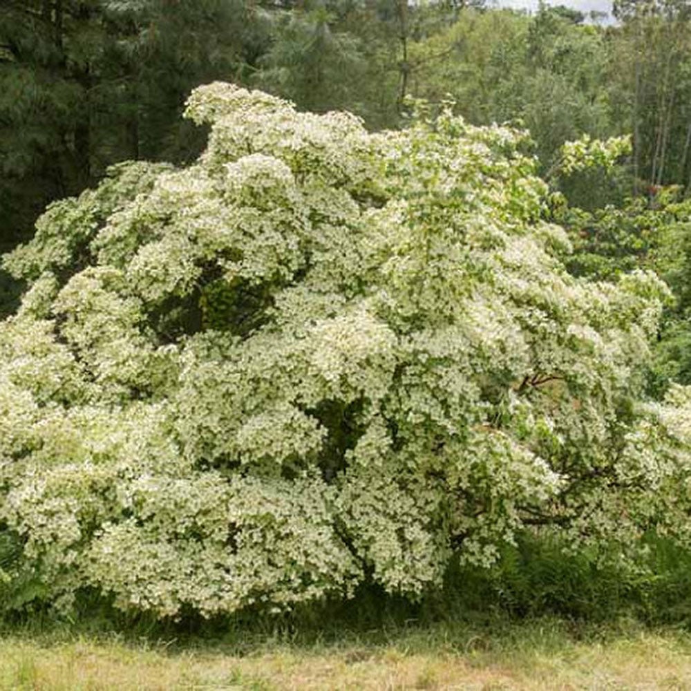 Corn Chinezesc Cornus Kouse Chinensis cu Flori Albe - VERDENA-80-100 cm inaltime, livrat in ghiveci de 10 l