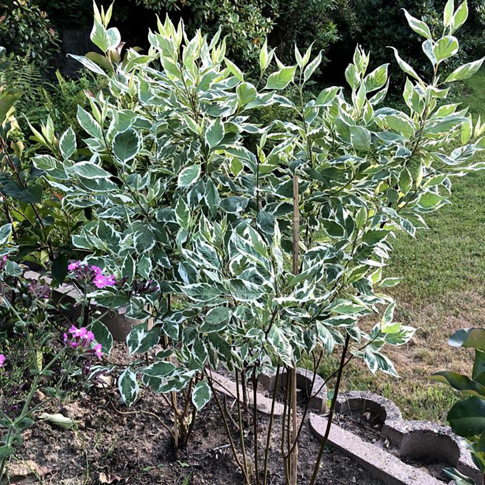 Cornus Alba Argenteomarginata