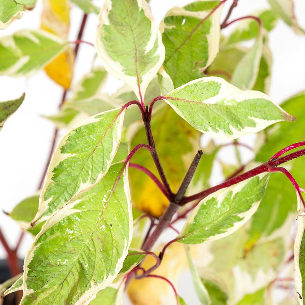 Cornus Alba Argenteomarginata