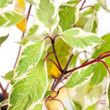 Cornus Alba Argenteomarginata