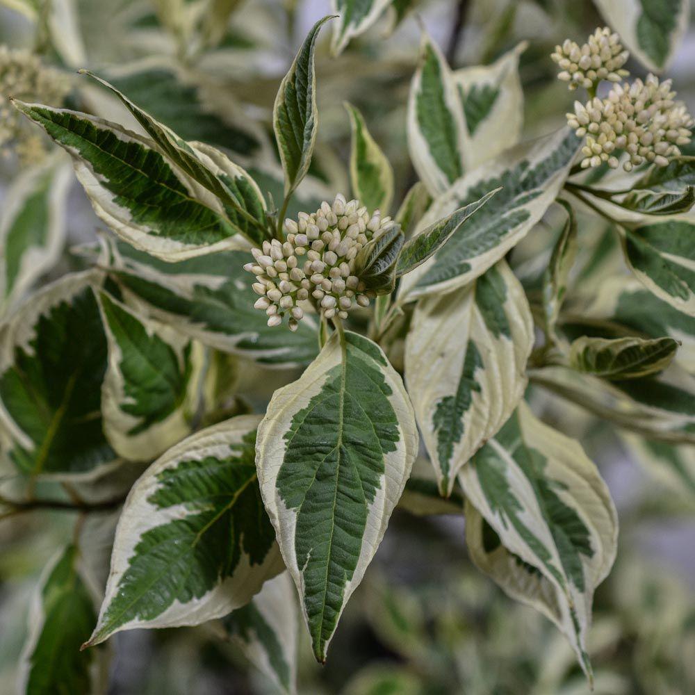 Cornus Alba Argenteomarginata
