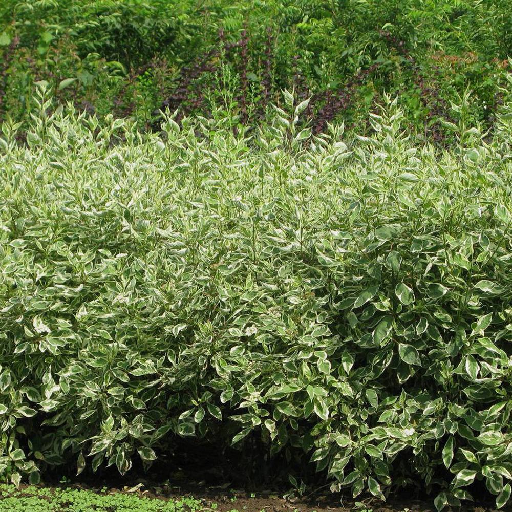 Cornus Alba Elegantissima, gard viu cu frunzis alb-cremos - VERDENA-80-100 cm inaltime, livrat in ghiveci de 10 l