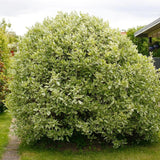 Cornus Alba Elegantissima, gard viu cu frunzis alb-cremos - VERDENA-80-100 cm inaltime, livrat in ghiveci de 10 l