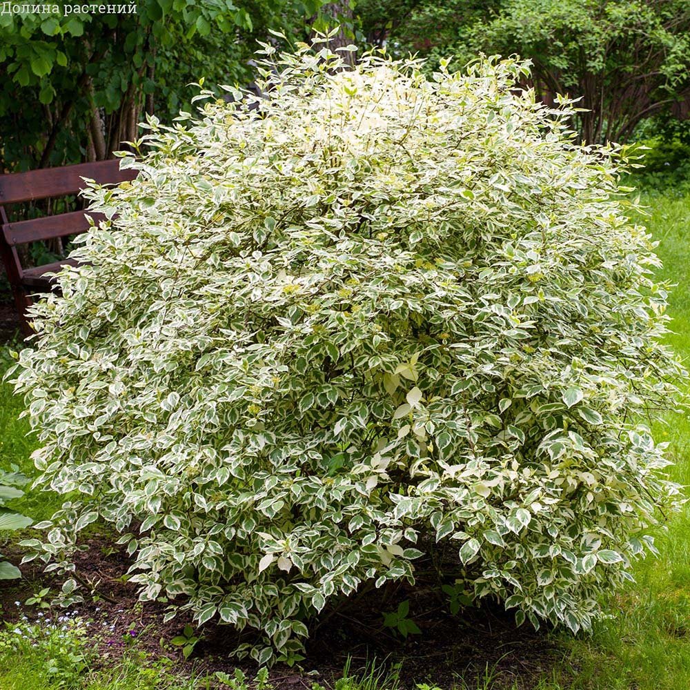 Cornus Alba Elegantissima, gard viu cu frunzis alb-cremos - VERDENA-80-100 cm inaltime, livrat in ghiveci de 10 l