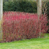 Cornus Alba Elegantissima, gard viu cu frunzis alb-cremos - VERDENA-80-100 cm inaltime, livrat in ghiveci de 10 l