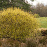 Cornus Flaviramea, 50-60 cm inaltime, in ghiveci de 4.6L