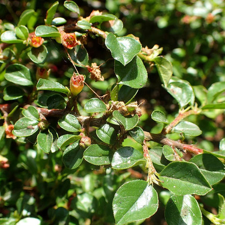 Cotoneaster Cochleatus