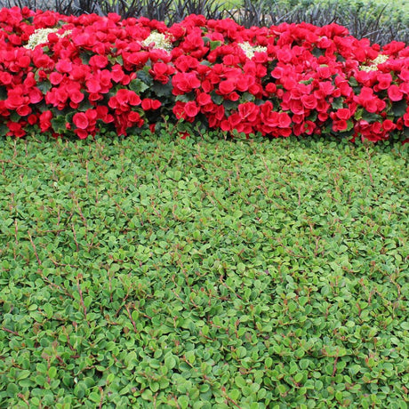 Cotoneaster Frieders Evergreen, 10-15 cm inaltime, in ghiveci de 0.5L