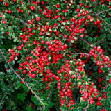 Black Friday - Reduceri Cotoneaster Horizontalis Promotie