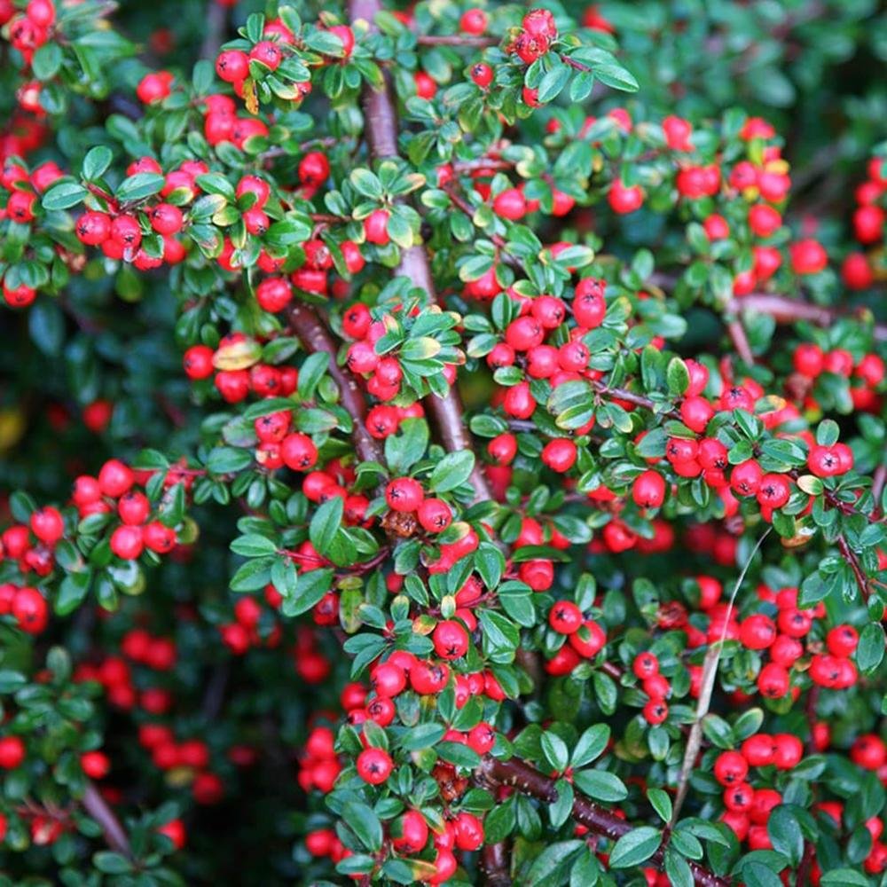 Black Friday - Reduceri Cotoneaster Horizontalis Promotie