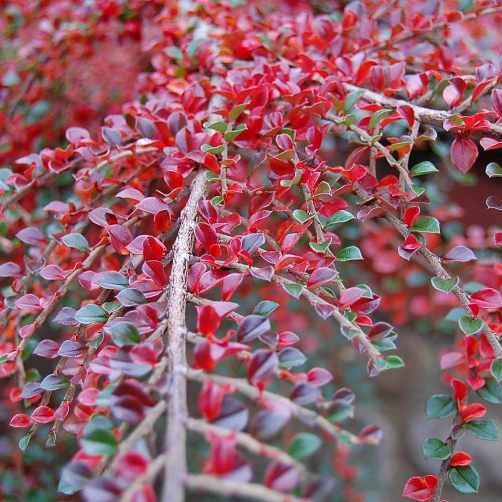 Black Friday - Reduceri Cotoneaster Horizontalis Promotie