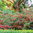 Black Friday - Reduceri Cotoneaster horizontalis Tarator Major, cu bobite rosii Promotie