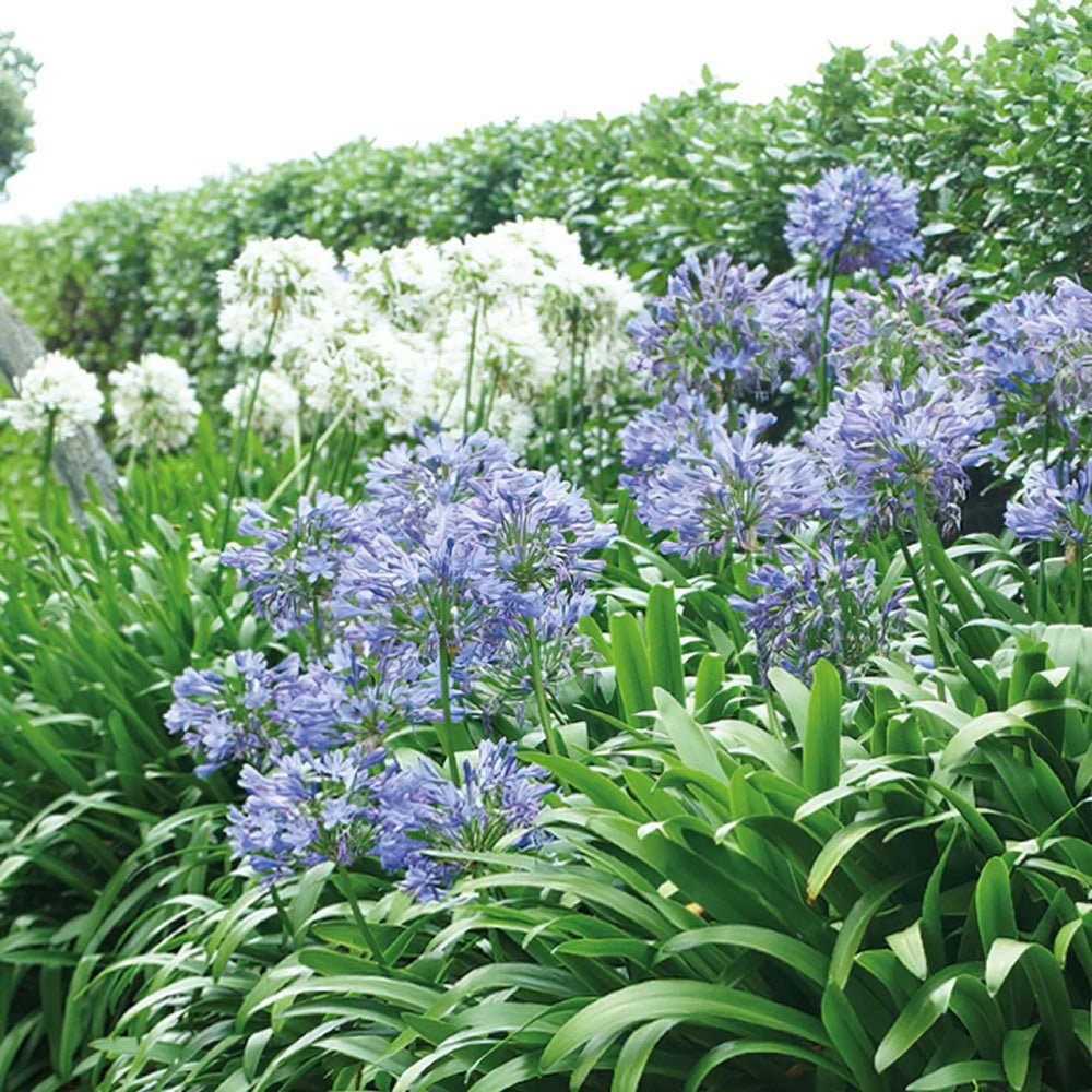 Crin African Agapanthus Blue Triumphirator - VERDENA-livrat in ghiveci de 3 l