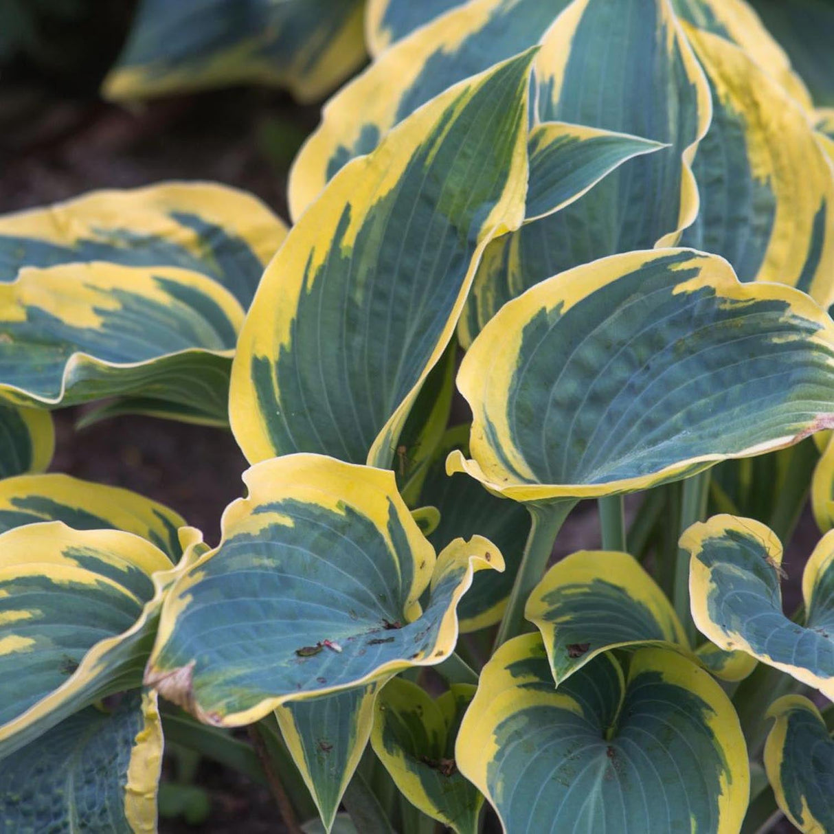 Crin de toamna (Hosta) First Frost - VERDENA-livrat in ghiveci de 0.7 L