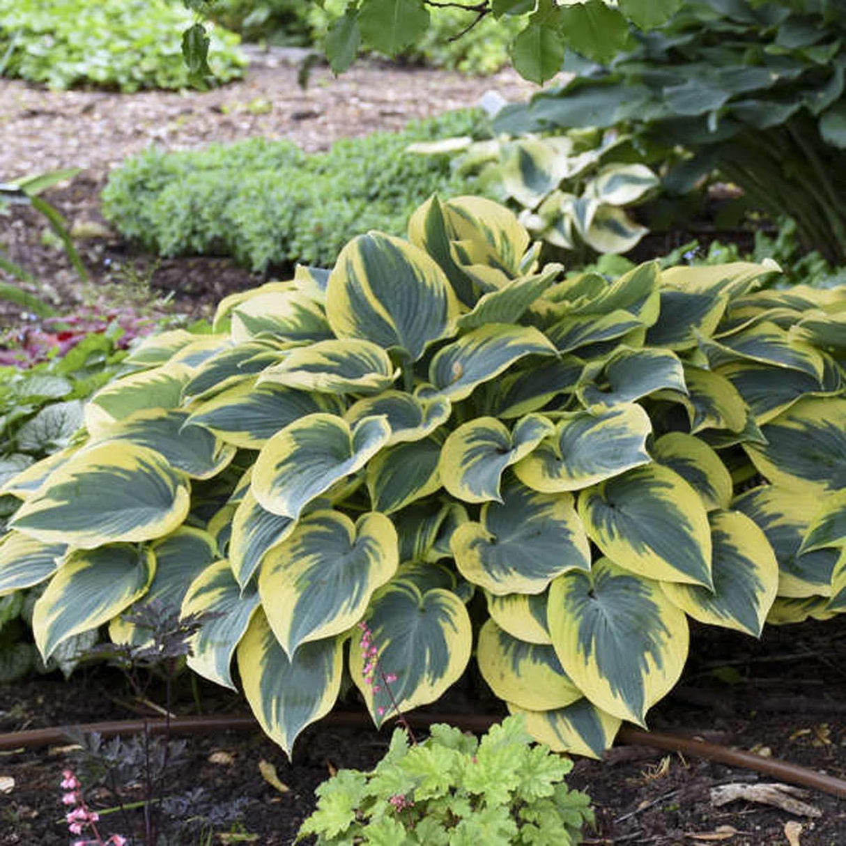 Crin de toamna (Hosta) First Frost - VERDENA-livrat in ghiveci de 0.7 L