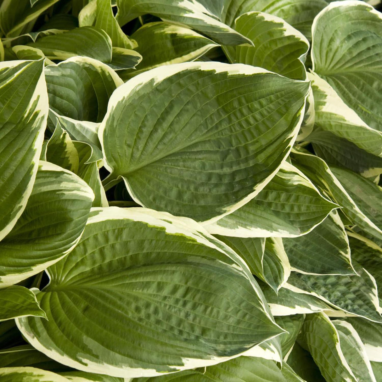 Crin de toamna (Hosta) Francee, livrat in ghiveci de 1L