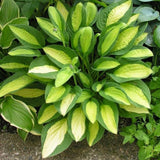 Crin de Toamna (Hosta) Gipsy Rose - VERDENA-livrat in ghiveci de 2 l