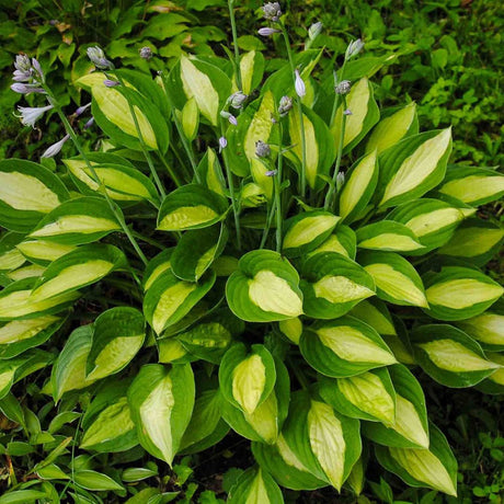 Crin de Toamna (Hosta) Gipsy Rose, frunzis verde cu centru galben si margini verzi