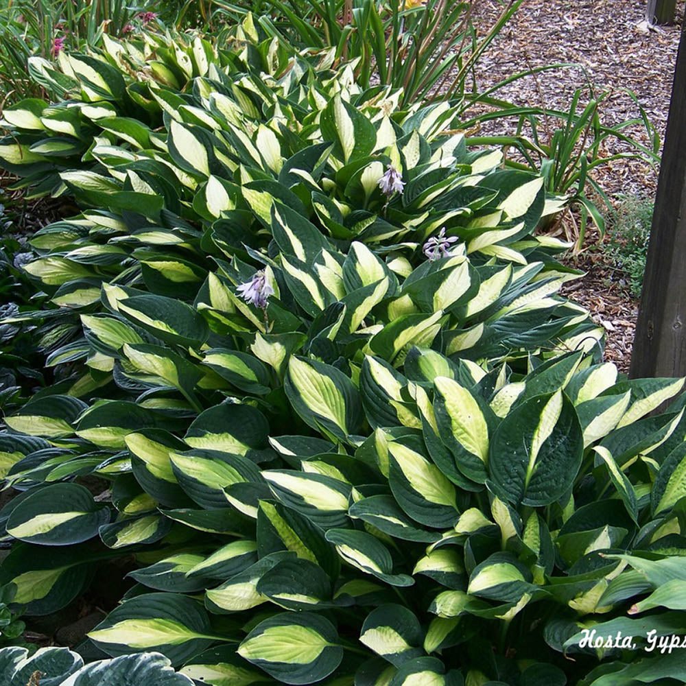 Crin de Toamna (Hosta) Gipsy Rose - VERDENA-livrat in ghiveci de 2 l