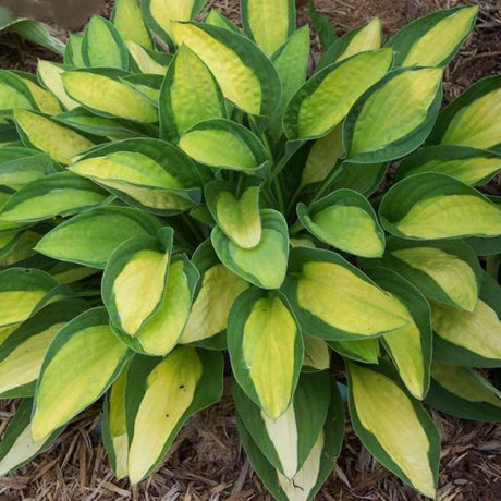 Crin de Toamna (Hosta) Gipsy Rose, frunzis verde cu centru galben si margini verzi