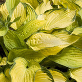 Crin de toamna (Hosta) Gold Standard, livrat in ghiveci de 1L