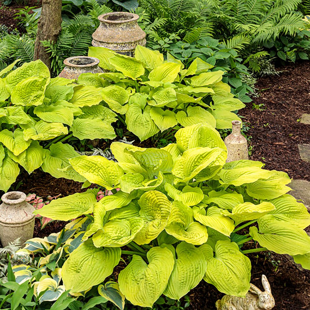 Crin de toamna (Hosta Hybrid) Gold Standard - VERDENA-livrat in ghiveci de 2 L