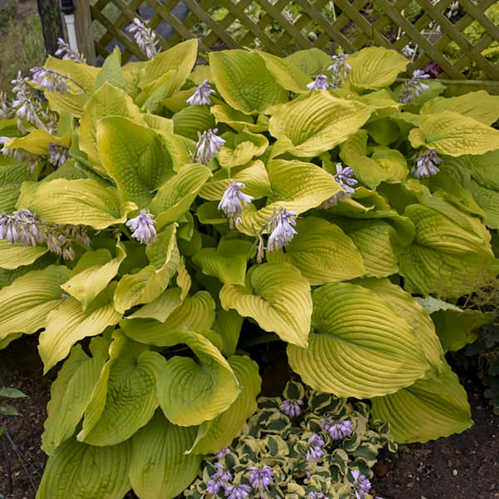 Crin de toamna (Hosta Hybrid) Gold Standard - VERDENA-livrat in ghiveci de 2 L