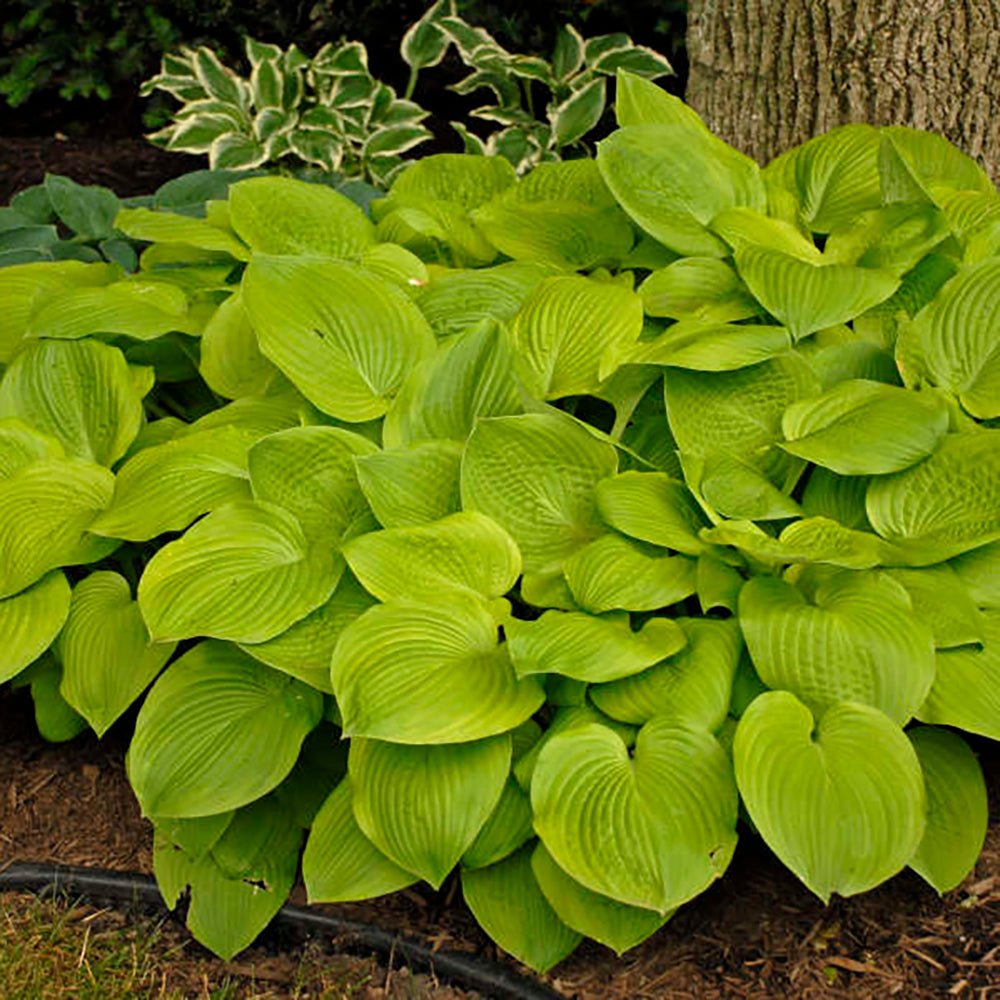 Crin de toamna (Hosta Hybrid) Gold Standard - VERDENA-livrat in ghiveci de 2 L