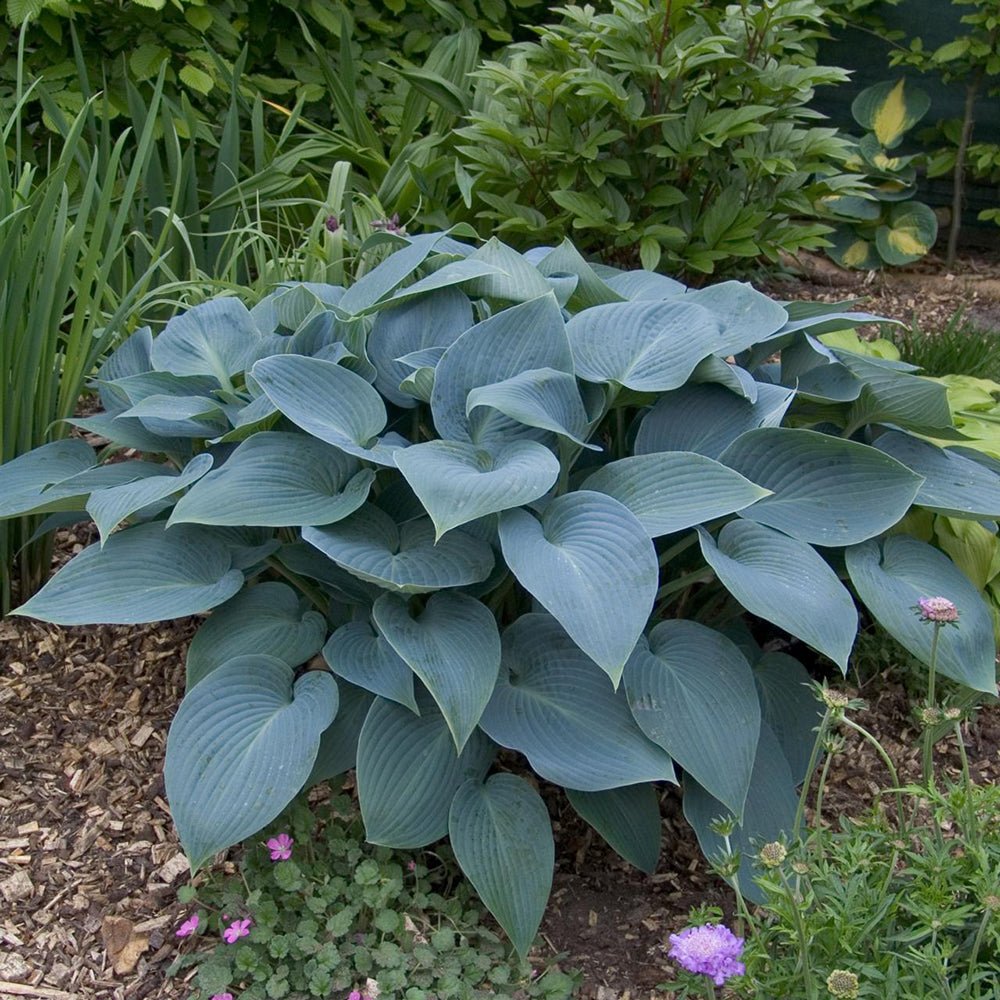 Crin de toamna (Hosta Hybrid) Halcyon - VERDENA-livrat in ghiveci de 2 L