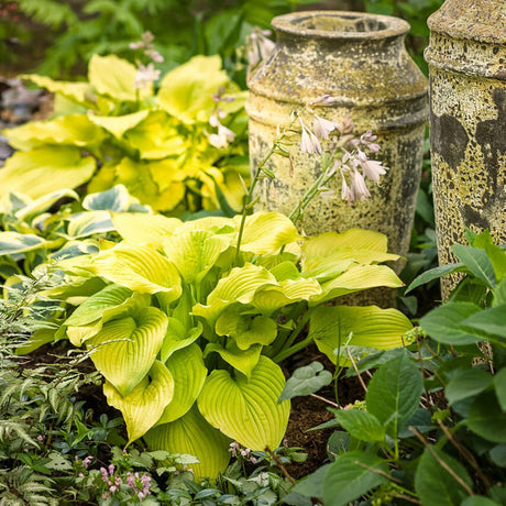 Crin de toamna (Hosta) Shadowland Coast To Coast - VERDENA-livrat in ghiveci de 1.5 L