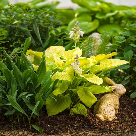 Crin de toamna (Hosta) Shadowland Coast To Coast - VERDENA-livrat in ghiveci de 1.5 L